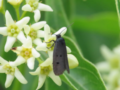 Ethmia chrysopyga