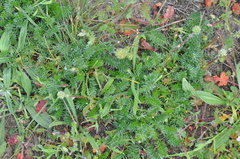 Acaena pinnatifida californica