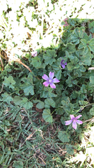 Malva sylvestris