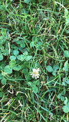 Trifolium repens