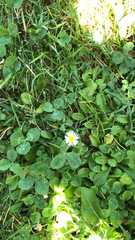 Bellis perennis