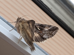 Autographa gamma