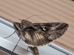 Autographa gamma