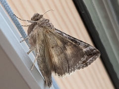 Autographa gamma