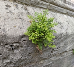 Asplenium ruta-muraria
