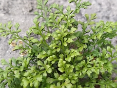 Asplenium ruta-muraria