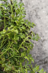 Asplenium ruta-muraria