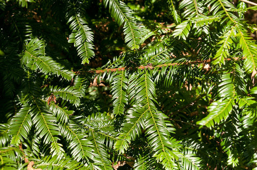 Pacific yew