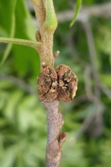 Phylloxera devastatrix