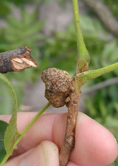 Phylloxera devastatrix