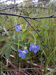 Viola canina ruppii