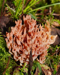 Ramariopsis ramarioides