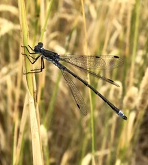 Lestes stultus