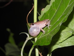 Raorchestes sanctisilvaticus