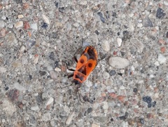 Pyrrhocoris apterus