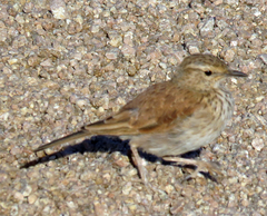 Certhilauda subcoronata
