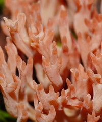 Ramariopsis ramarioides