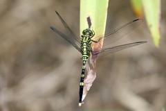 Orthetrum serapia