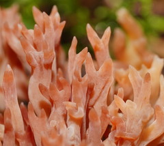 Ramariopsis ramarioides