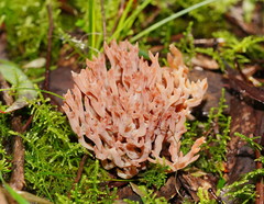 Ramariopsis ramarioides