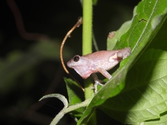 Raorchestes sanctisilvaticus