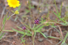 Trifolium depauperatum