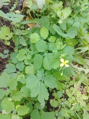 Chelidonium majus