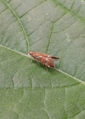 Strobisia proserpinella