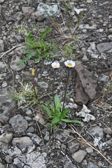 Erigeron eriocalyx