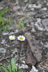 Erigeron eriocalyx