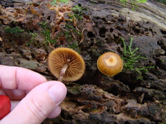 Galerina patagonica