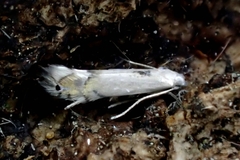 Phyllocnistis labyrinthella