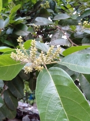 Antidesma ghaesembilla
