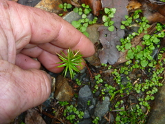 Podocarpus acutifolius