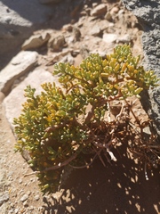 Tetraena