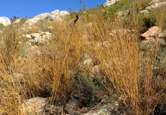 Restio gaudichaudianus