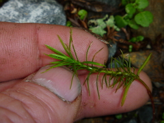Podocarpus acutifolius