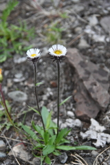 Erigeron eriocalyx