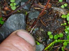 Podocarpus acutifolius