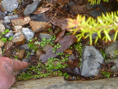 Podocarpus acutifolius