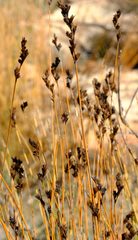 Restio gaudichaudianus