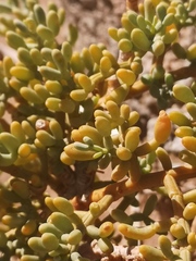 Tetraena