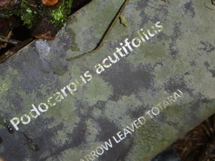 Podocarpus acutifolius