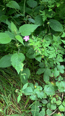 Geranium robertianum