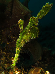 Solenostomus halimeda