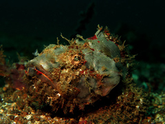 Scorpaenopsis macrochir