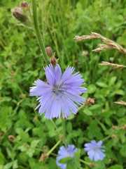 Cichorium intybus