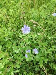 Cichorium intybus