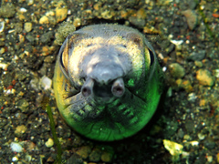 Ophichthus altipennis