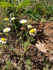 Anthemis ruthenica